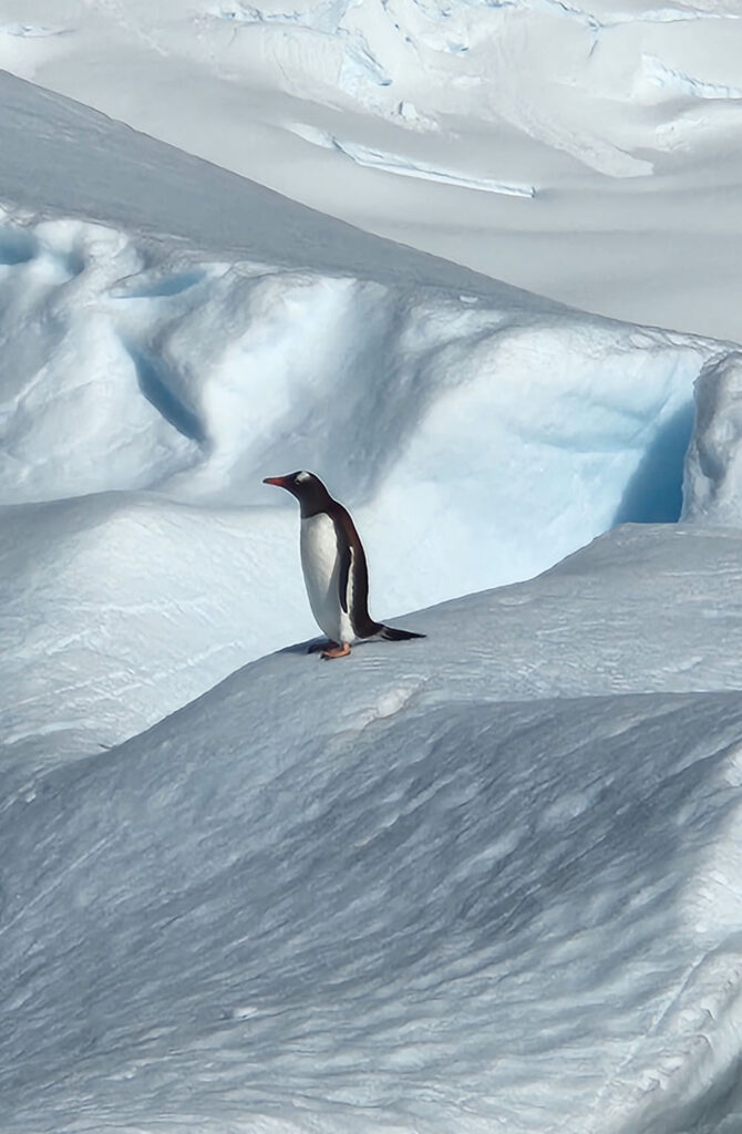 A penguin standing on top of a snow covered slope.