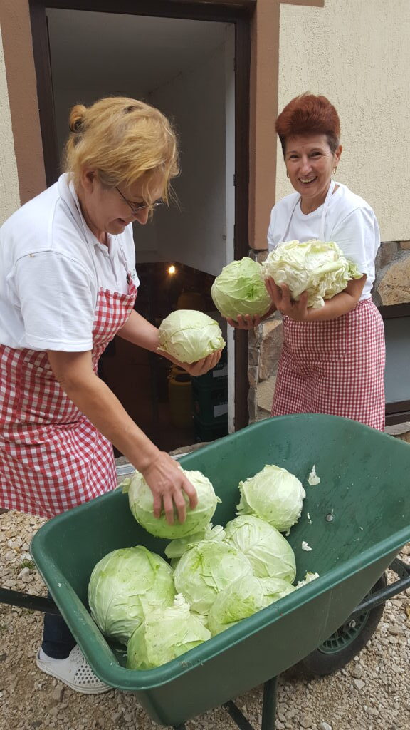 Cabbage does not come fresher than this