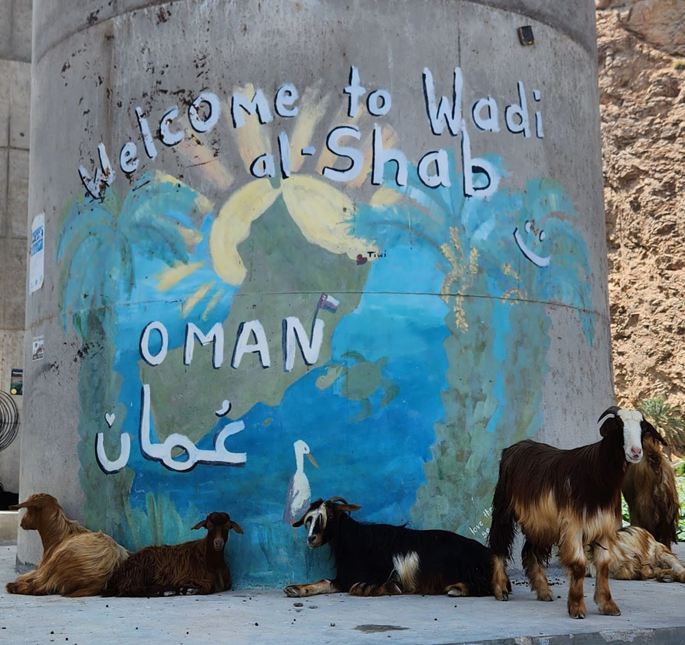The all goat welcoming committee at Wadi Shab.