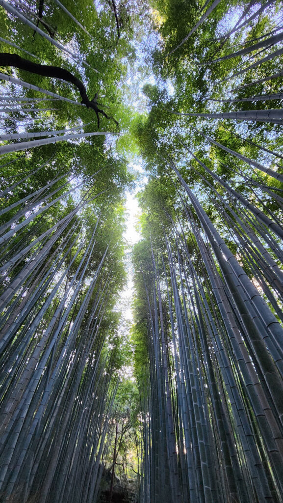 Otherworldly bamboo forest in Arashiyama.