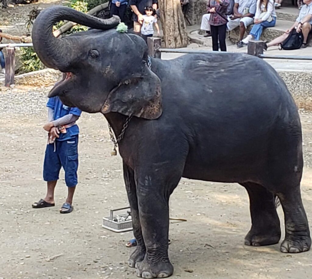 Young elephant playing a game of balloon-popping darts, Chiang Mai, Thailand