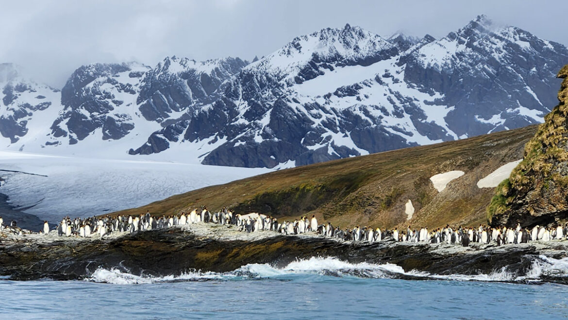 A group of penguins on the shore near water.