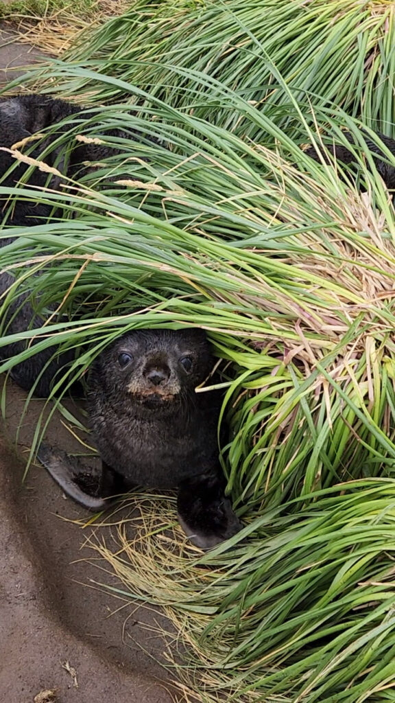 A bear hiding in some grass behind it