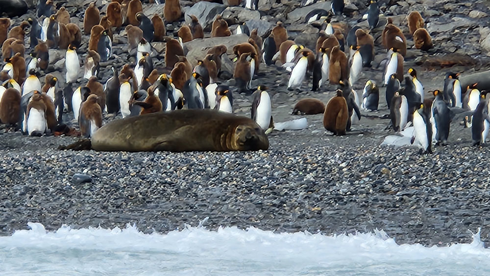 A seal laying on the beach next to some penguins