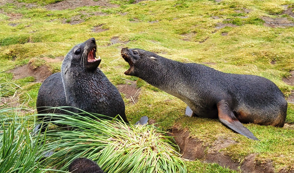 Two sea lions are fighting in the grass.