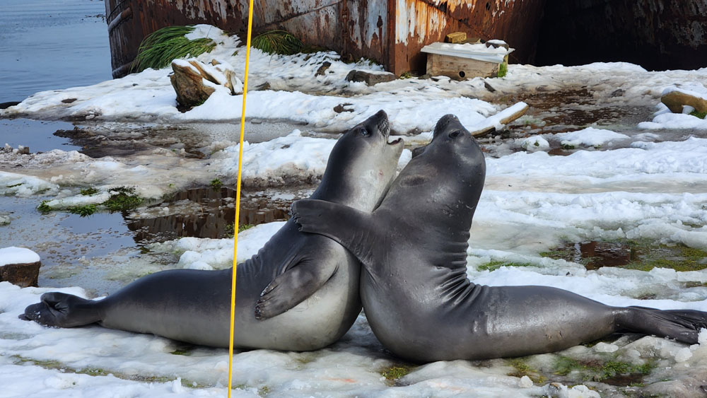 Two seals are playing together in the snow.