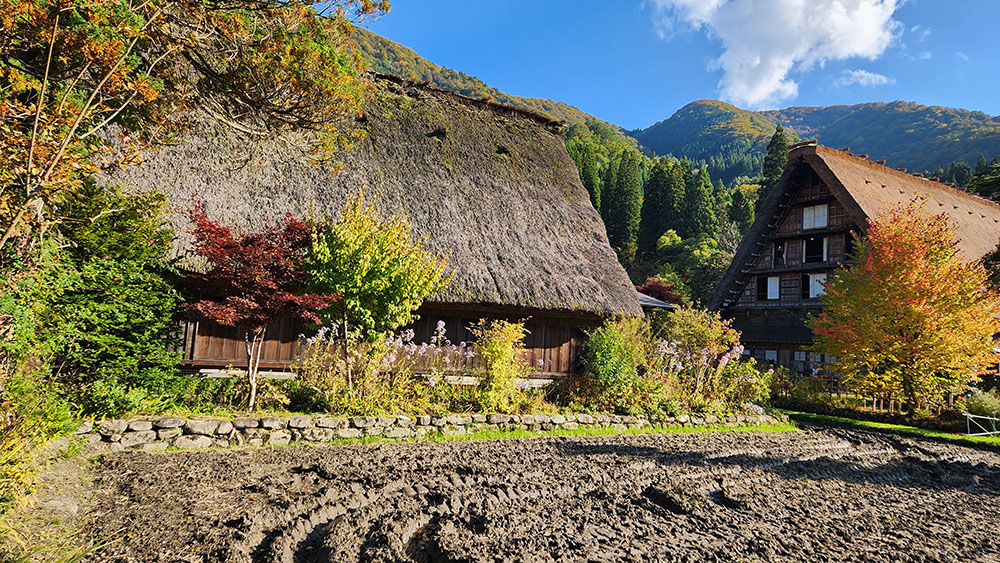 Thatched farmhouses known as Gassho.
