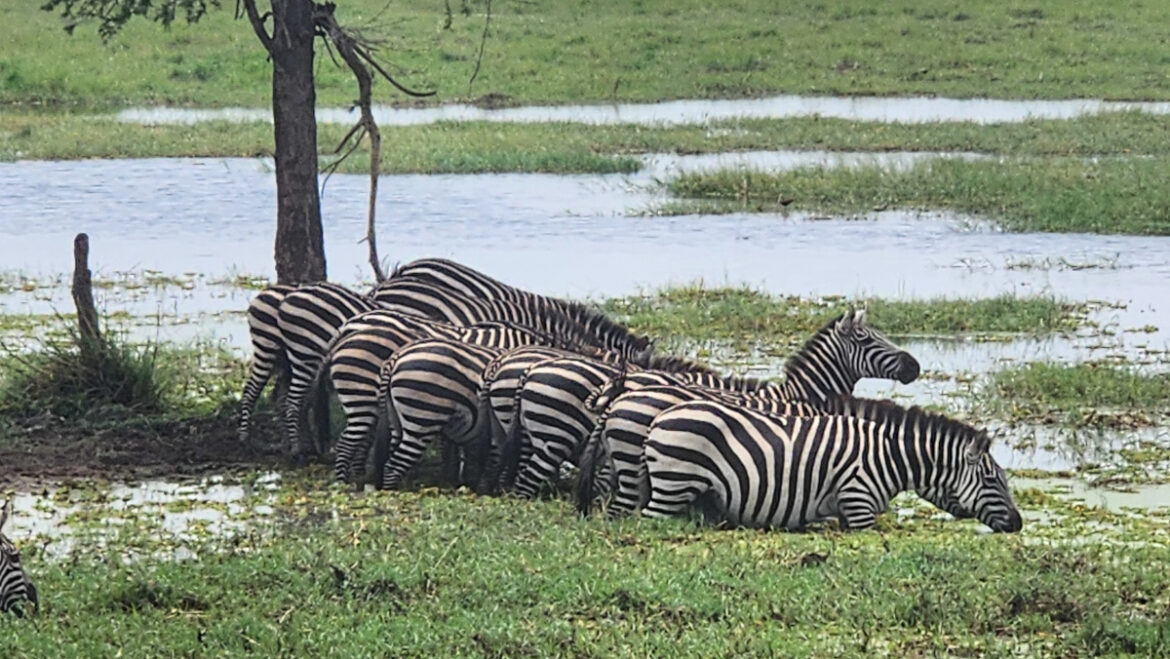 zebras